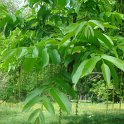 Pterocarya fraxinifolia fleur